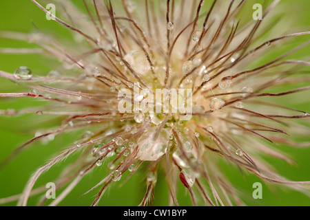 Pasque Blume (Pulsatilla Vulgaris) Saatgut Kopf mit Regentropfen, Greater Sudbury, Ontario, Kanada Stockfoto