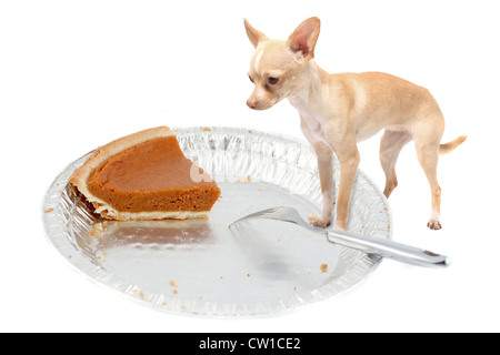 Kleine Chihuahua Hund stehend auf Torte Zinn starrte auf den letzten Kürbis Pice an Thanksgiving auf weißem Hintergrund Stockfoto