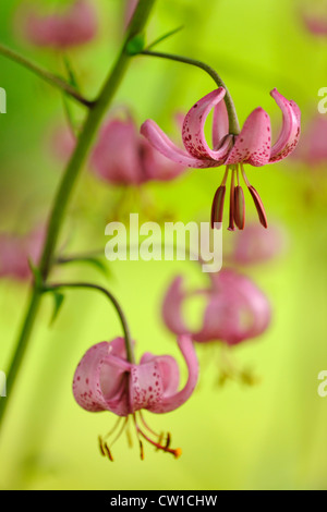 Martagon oder Turk Kappe Lilie (Lilium Martagon) Rosa Variante, Greater Sudbury, Ontario, Kanada Stockfoto