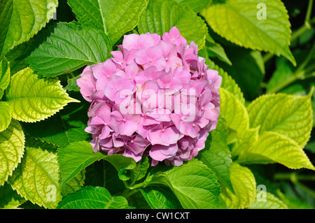 Blüte Rosa Hortensie Busch Stockfoto