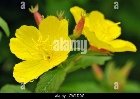 Gelbe Primel (Primula spp.), Greater Sudbury, Ontario, Kanada Stockfoto