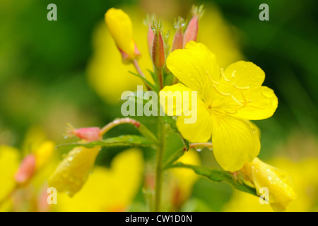 Gelbe Primel (Primula spp.), Greater Sudbury, Ontario, Kanada Stockfoto