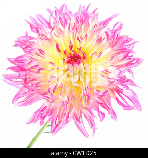 Eine lebendige bunte Kaktus Dahlie Blume aus dem Hausgarten. Stockfoto