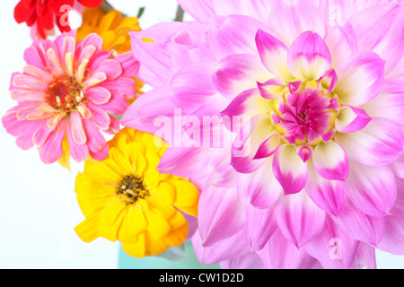 Nahaufnahme von einem großen Abendessen Platte Dahlia und einige Zinnien in einer Vase. Stockfoto