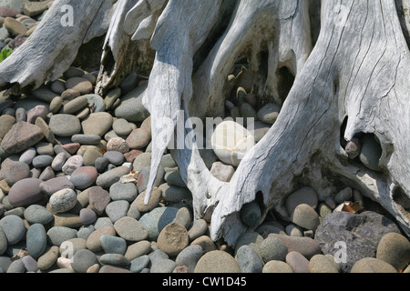 Wurzeln eines großen Baumes in Form von Treibholz auf einem Ozean Ufer des glatten runden Felsen. Stockfoto