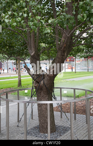 New York, NY - Überlebender Baum am 9/11 Memorial. Stockfoto