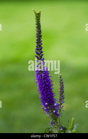 Veronica Longifolia wächst in einer krautigen Grenze. Ehrenpreis. Stockfoto