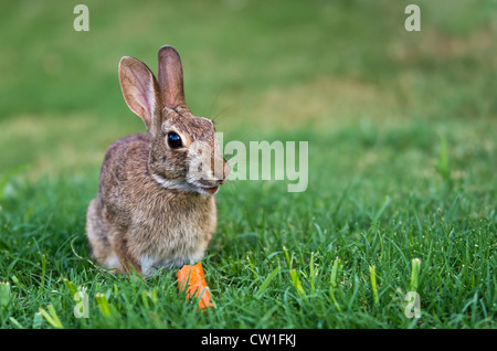 Cottontail Kaninchen Hase Essen Karotte Stockfoto