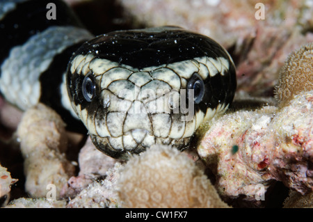 Black And White Sea Krait. Indonesien Stockfoto