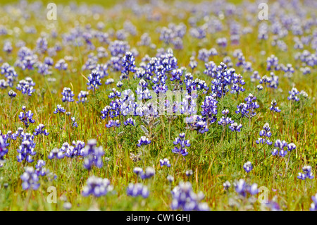 Texas Blue Bonnet Stockfoto