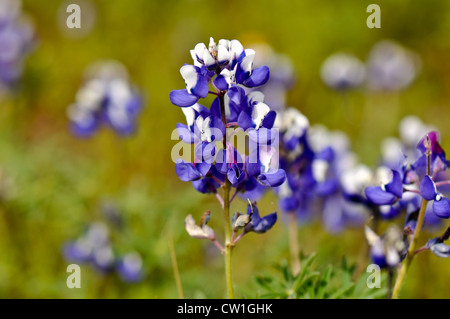 Texas Blue Bonnet Stockfoto