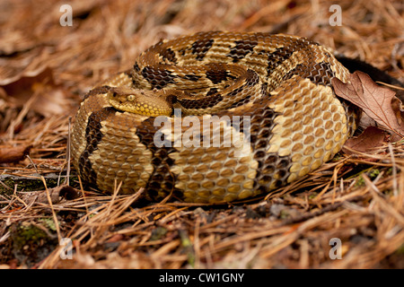 Holz-Klapperschlange - Crotalus horridus Stockfoto