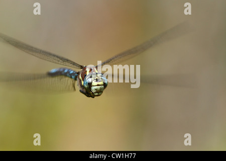 Männliche blauäugige Darner Libelle in der Nähe von Seattle WA, USA Stockfoto