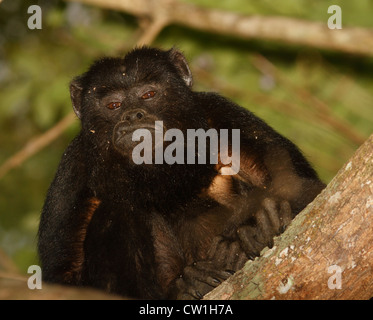 Männliche schwarze Brüllaffen, Pantanal, Brasilien Stockfoto