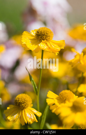 Helenium 'Waltraut'. Sneezeweed Blumen Stockfoto