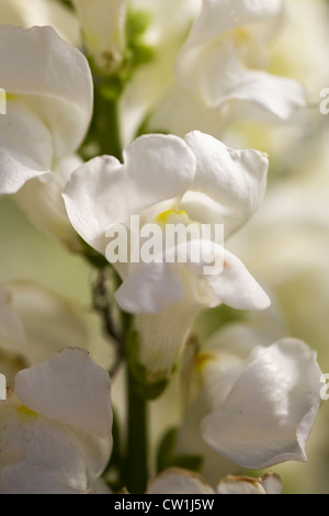 Antirrhinum majus Sonnet weiß Snapdragons 'Close Up' Stockfoto