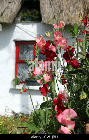 Sweetpeas in einer irischen Cottage-Garten, Clogherhead, Co. Louth, Irland Stockfoto