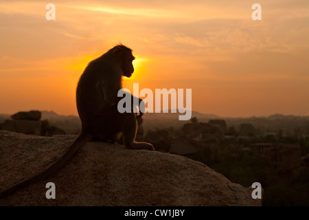 Rhesus-Makaken (Macaca Mulatta) bei Sonnenuntergang auf Hemakuta Hügel, Getree Peta, angrenzend an Virupaksha-Tempel, Hampi, Indien, Asien Stockfoto