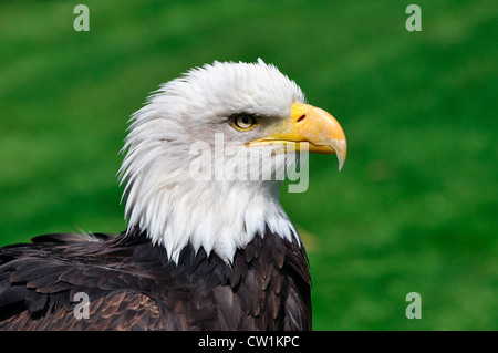 Kopf geschossen von einer bedrohlichen aber Captive kahler Adler am Schloss Warwick, England, UK. Stockfoto