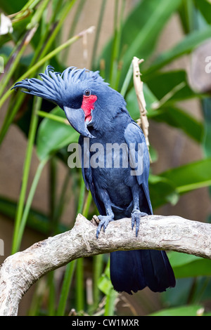 Palm-Kakadu Papagei (Probosciger Aterrimus) in Natur, Bali, Indonesien Stockfoto