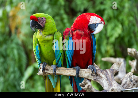 Paar grün-Winged und große grüne Aras in Natur, Bali, Indonesien Stockfoto