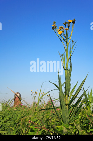 Ein Beispiel für eine Marsh Sow-Distel im Lebensraum auf den Norfolk Broads durch den Fluß Thurne bei Martham, Norfolk, England, UK. Stockfoto