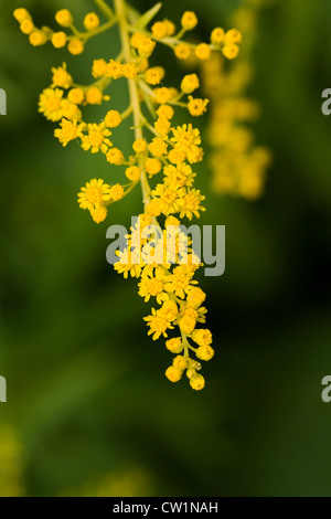 Solidago 'Goldenmosa' Blumen. Goldrute im Garten wächst. Stockfoto