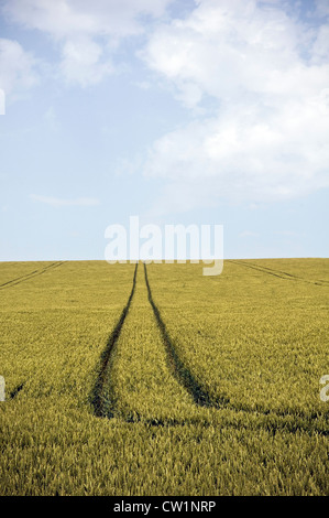 Ein Bereich der Reife Weizen auf dem Rathfinny Anwesen in der Nähe von Touristenort, East Sussex, UK Stockfoto