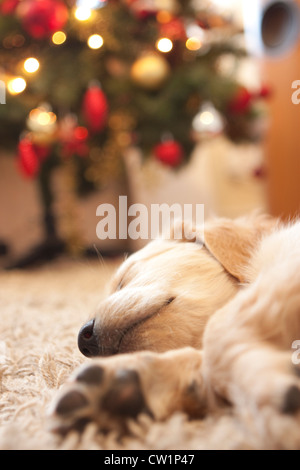 Süße Golden Retriever Welpen 6 Wochen alt schläft vor der Weihnachtsbaum Stockfoto