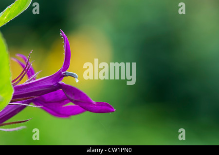 Lobelia X speciosa Hadspen lila Blumen Stockfoto