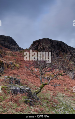 Ein unregelmäßige Baum wächst auf Felsen in der Nähe von Wast Wasser im Lake District. Stockfoto