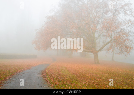 Dichter Nebel im Herbst - große Platane mit abgefallenen Blättern im Nebel an kalten Novembertag Stockfoto