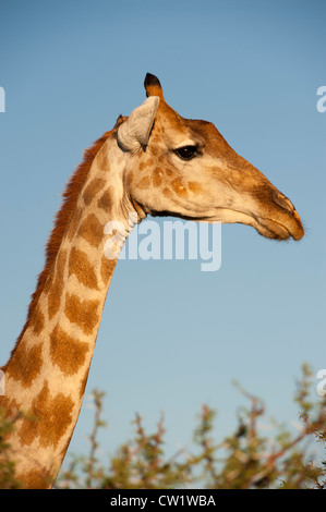 Giraffe (Giraffa Plancius) Porträt, Etosha Nationalpark, Oshikoto, Namibia. Stockfoto