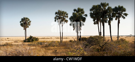 Twee Palms Wasserloch, Fischers Pan, Etosha Nationalpark, Namibia. Stockfoto