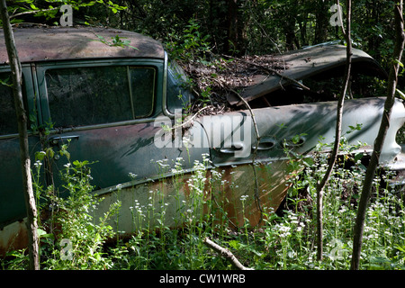 Alte verlassene Auto im Wald, mit hohe Gräser im Vordergrund und Bäume um ihn herum Stockfoto