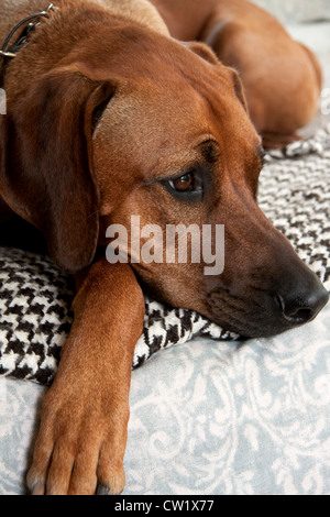 Rhodesian Ridgeback Hund Stockfoto