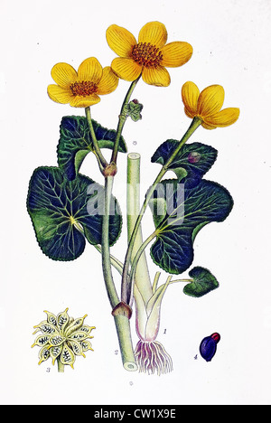 Die Marsh-marigold Stockfoto