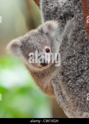 Koala Bär Joey / baby hängenden auf ihre Mütter Fell in Eukalyptus Baum, Port Macquarie, new South Wales, Australien. Stockfoto