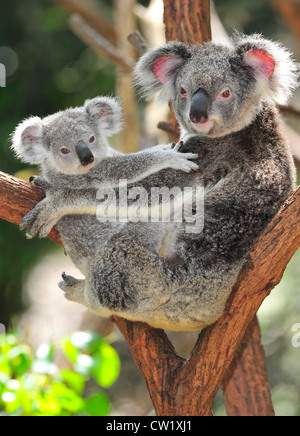 Koala Bär Mutter Holding niedlichen Baby Joey in Arme im Eukalyptusbaum, neue Süd wales,australia.exotic Säugetier mit Kleinkind Stockfoto