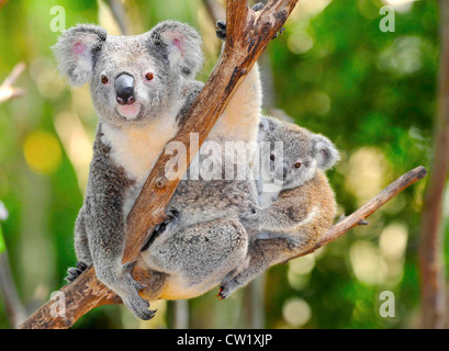 Koala Bär Mutter mit niedlichen Baby Joey im Eukalyptusbaum, Port Macquarie, neue Süd wales,australia.exotic Säugetier mit Kleinkind Baum Stockfoto