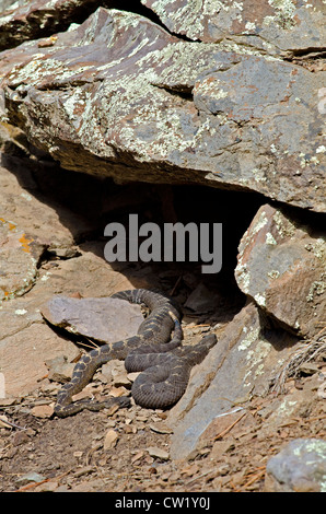 Schwangere Frauen Arizona schwarz Klapperschlangen, (Crotalus Cerberus), auf eine Kolonie, in der Nähe von Flagstaff Coconino County, Arizona, USA. Stockfoto