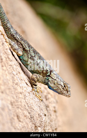 Sonora Spiny Lizard, (Sceloporus Clarkii Clarkii), Gelände des Arizona-Sonora Desert Museum, Pima County, Arizona, USA. Stockfoto