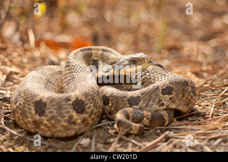 Östliche Hognose Schlange - Heterodon platyrhinos Stockfoto