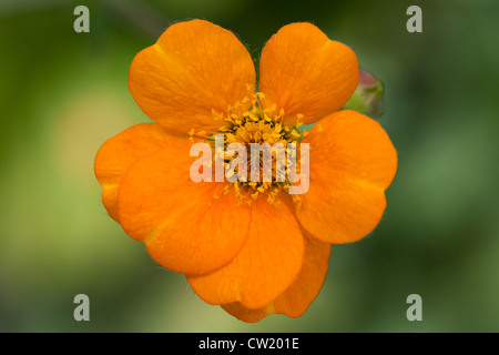 Geum "Dolly Norden" Blume Stockfoto