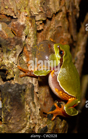 Pine Barrens Laubfrosch (Hyla Andersonii) fordern von der Seite einer Pinie Stockfoto