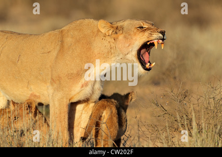 Aggressive Löwin (Panthera Leo) verteidigen ihre jungen Jungen, Kgalagadi Transfrontier Park, Südafrika Stockfoto