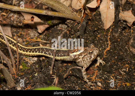 Ribbon Schlange (Thamnophis Sauritus) Essen eine Fowlers Kröte (Anaxyrus (Bufo) Fowleri) Stockfoto