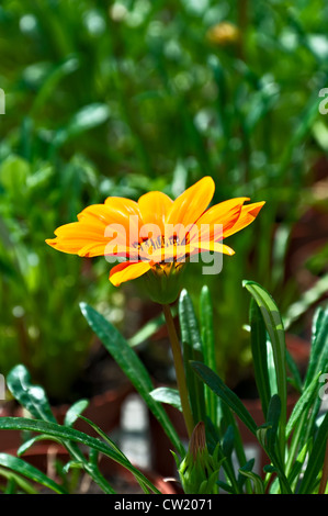 Blumenkarte - gelbe Bloomong Gazanien, Closeup, vertikale Ansicht. Stockfoto