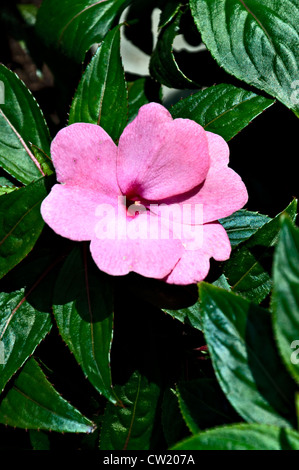 Pink Impatiens Blume, vertikale Ansicht, Nahaufnahme. Stockfoto
