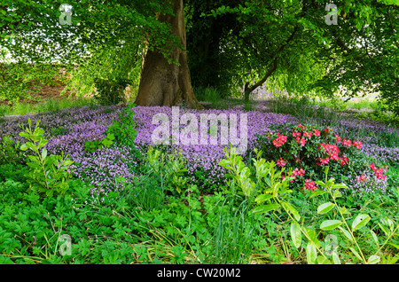 Blumen im Wald auf dem Naturlehrpfad am Loch Leven (Loch Liobhann) in Perth und Kinross Schottland. Stockfoto